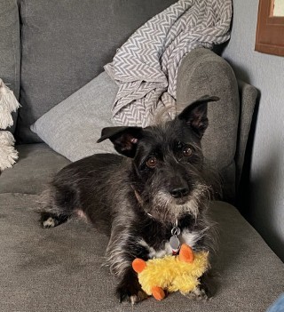 Bobby Dog Update